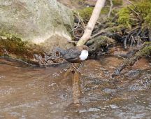 01 Wasseramsel an der Twiste im April